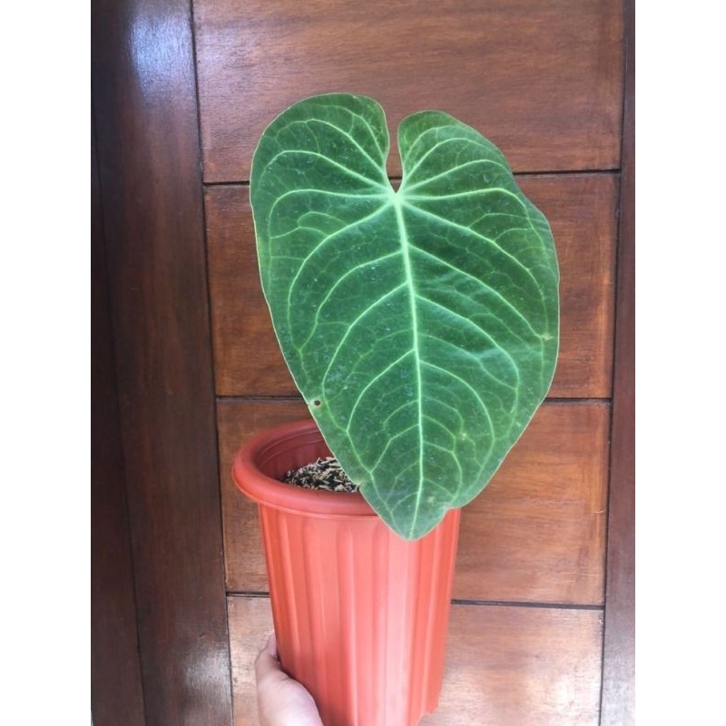 anthurium magnificum verde