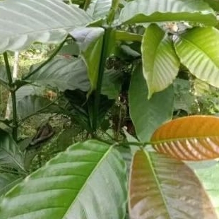 

Daun kopi segar 100 lembar