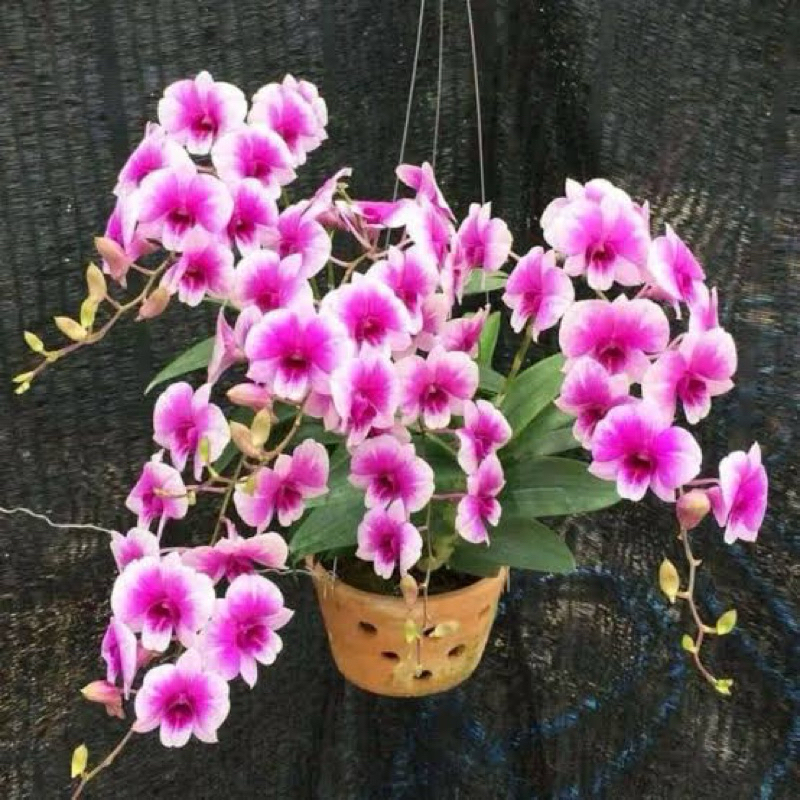 (Remaja) Anggrek dendrobium yaya compactum