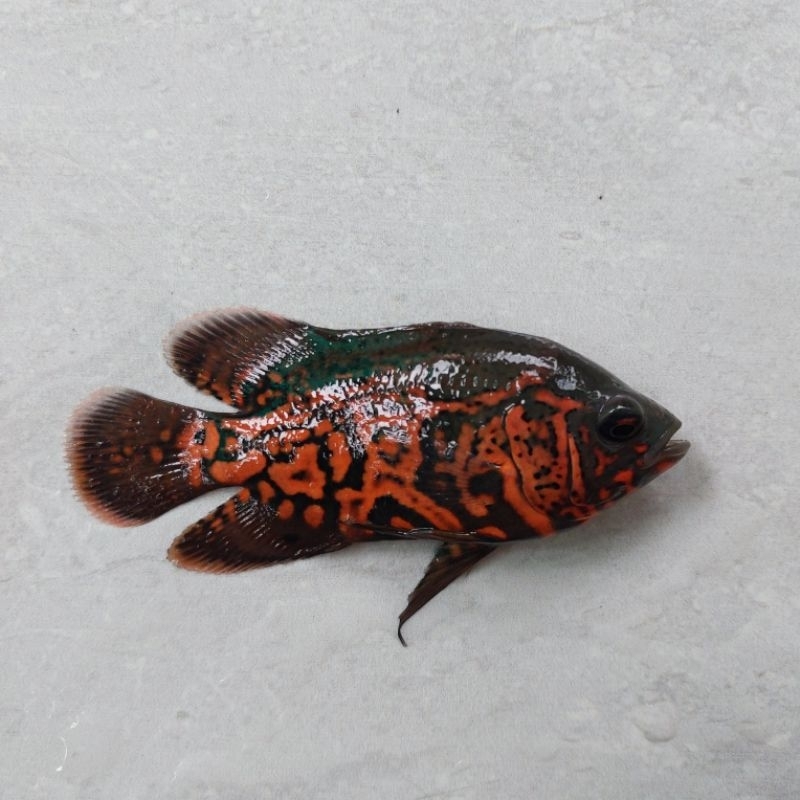 Oscar Tiger Batik ukuran 8-10 cm