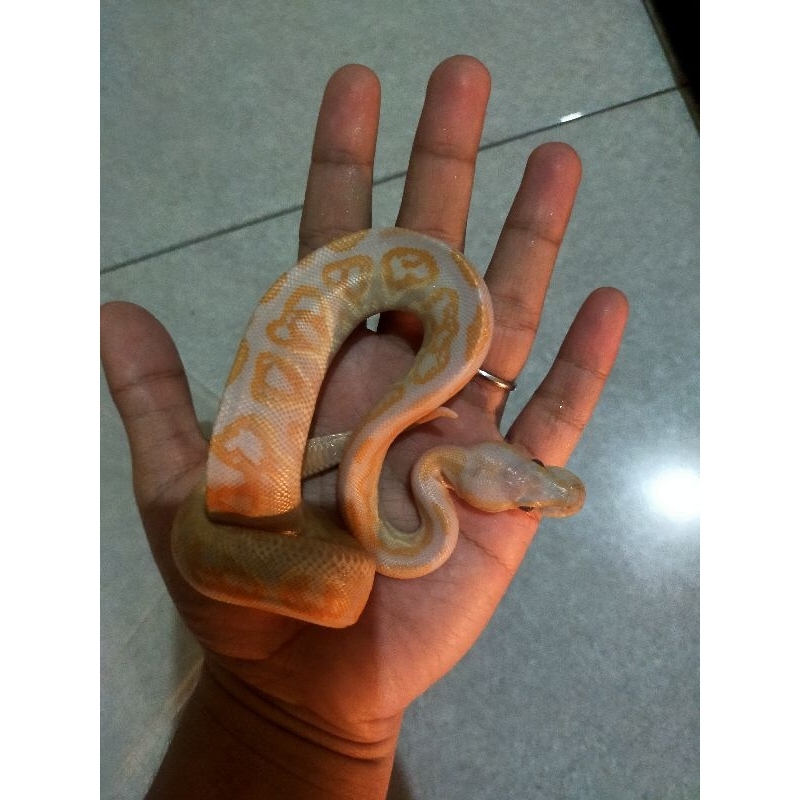 BP albino blackpastel lavender het clown female