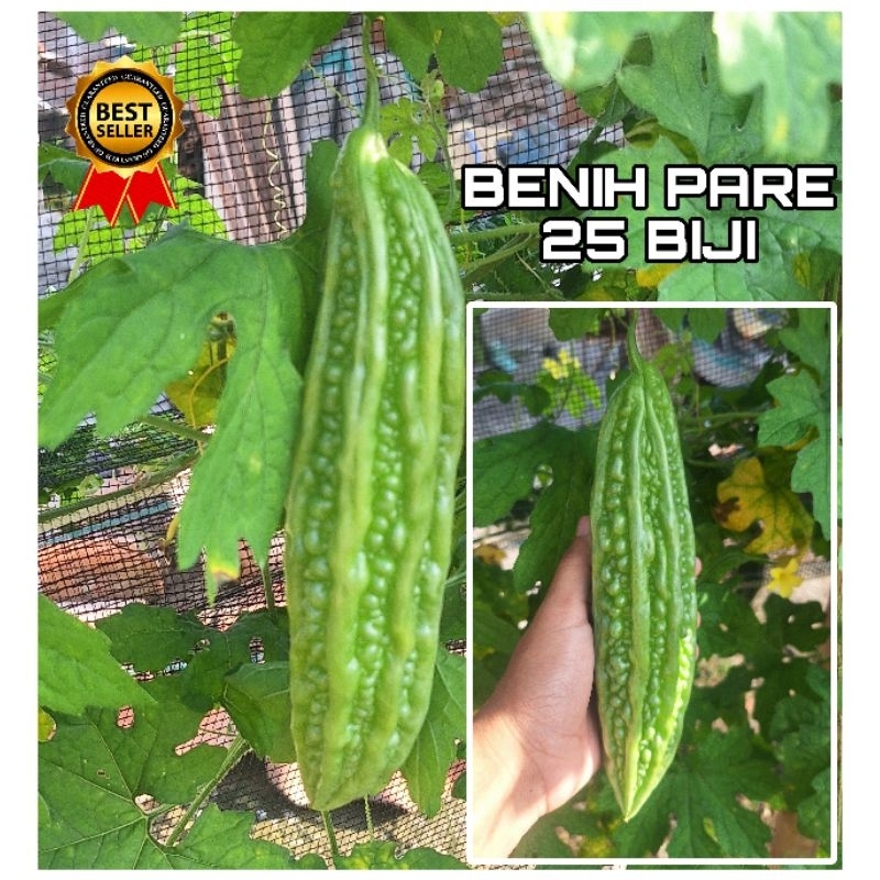 

25 biji- BENIH BIJI PARE|BENIH PARE UNGGUL