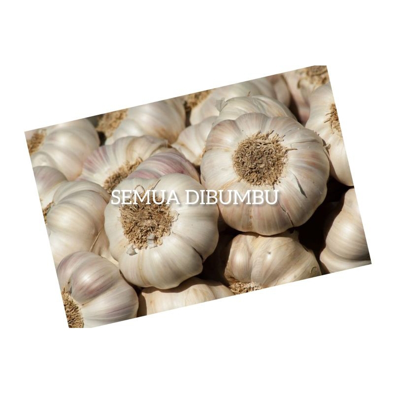 

Bawang Putih Sinco TERMURAH 1kg bagus