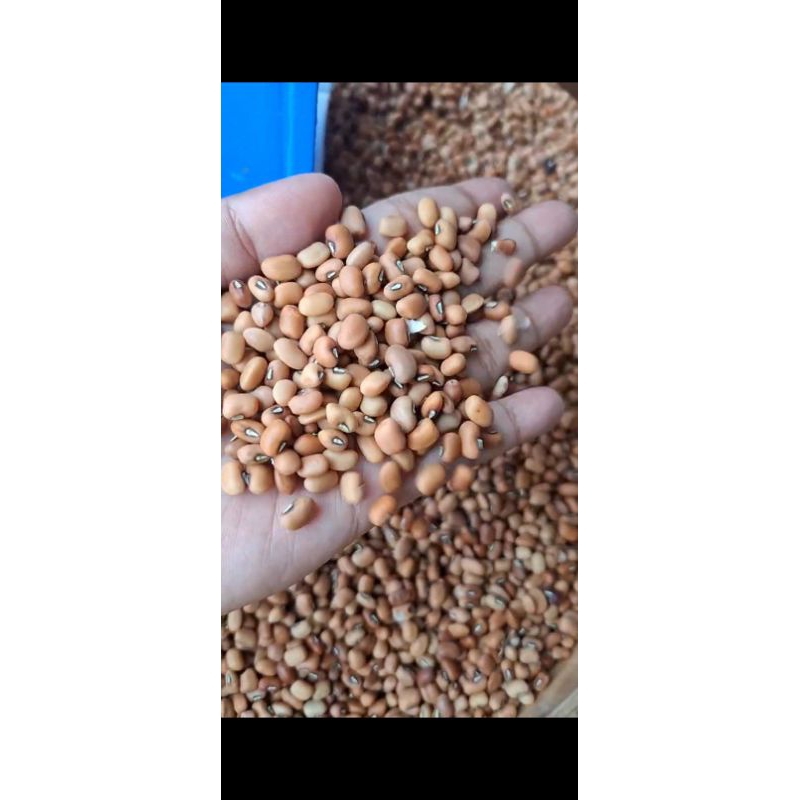 

kacang tolo / kacang Tunggak / kacang Otok lokal