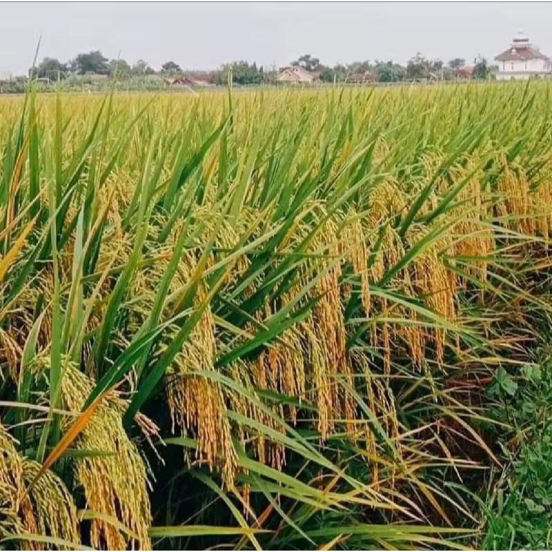 benih padi Padaherang 02 5KG