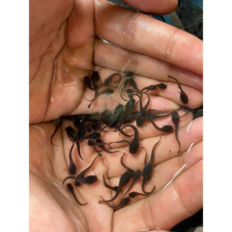 bibit lele Sangkuriang indukan berkualitas BERGARANSI ( BONUS PAKAN )