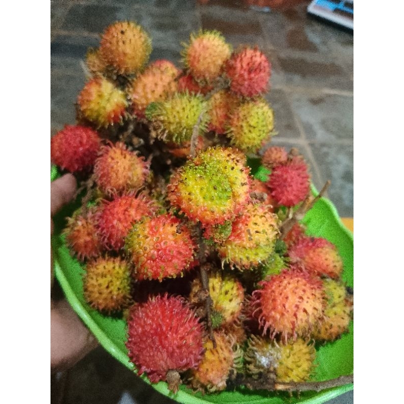 

Promo Buah Rambutan Rafiah 500 gram ✅