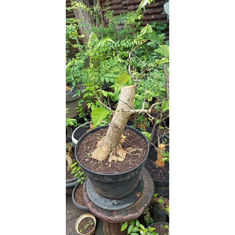 bonsai waru wayang besar/bahan bonsai