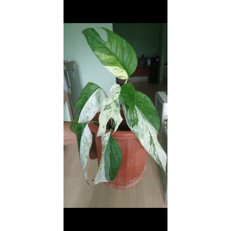 Epipremnum Cebublue Mint Philippines (Free Ongkir)