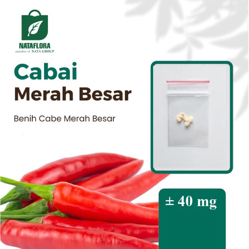 Benih Seribuan - Super Benih Cabai Merah Besar