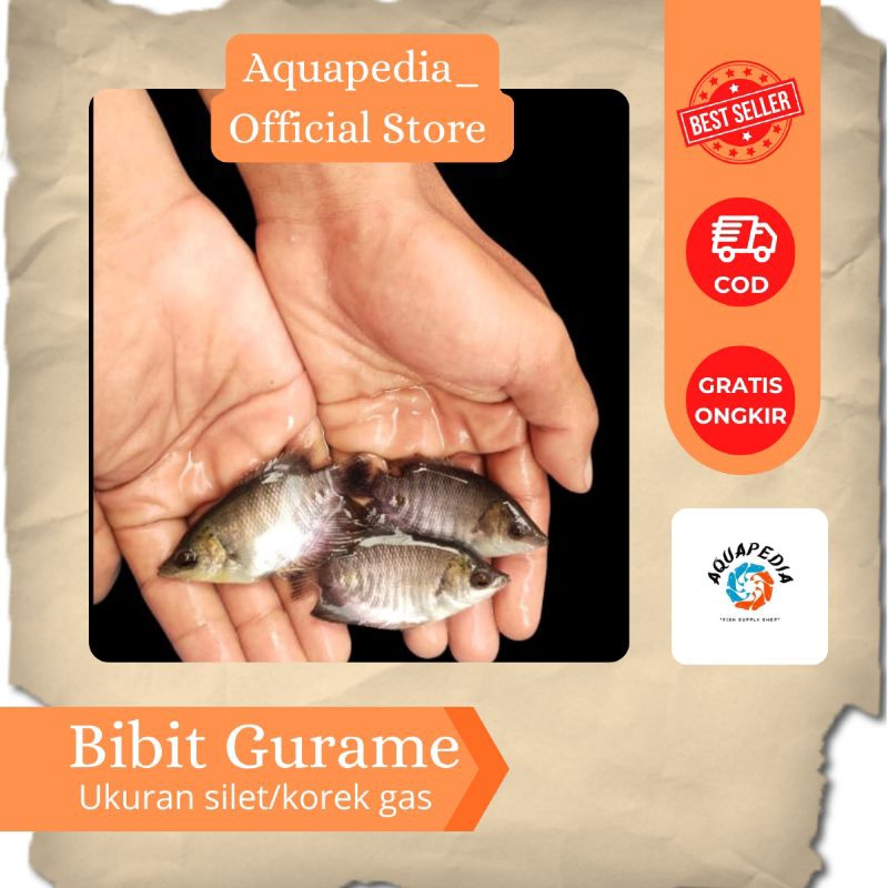 Bibit Ikan Gurame - Gurame ukuran silet - Gurame Hitam - Bibit Ikan