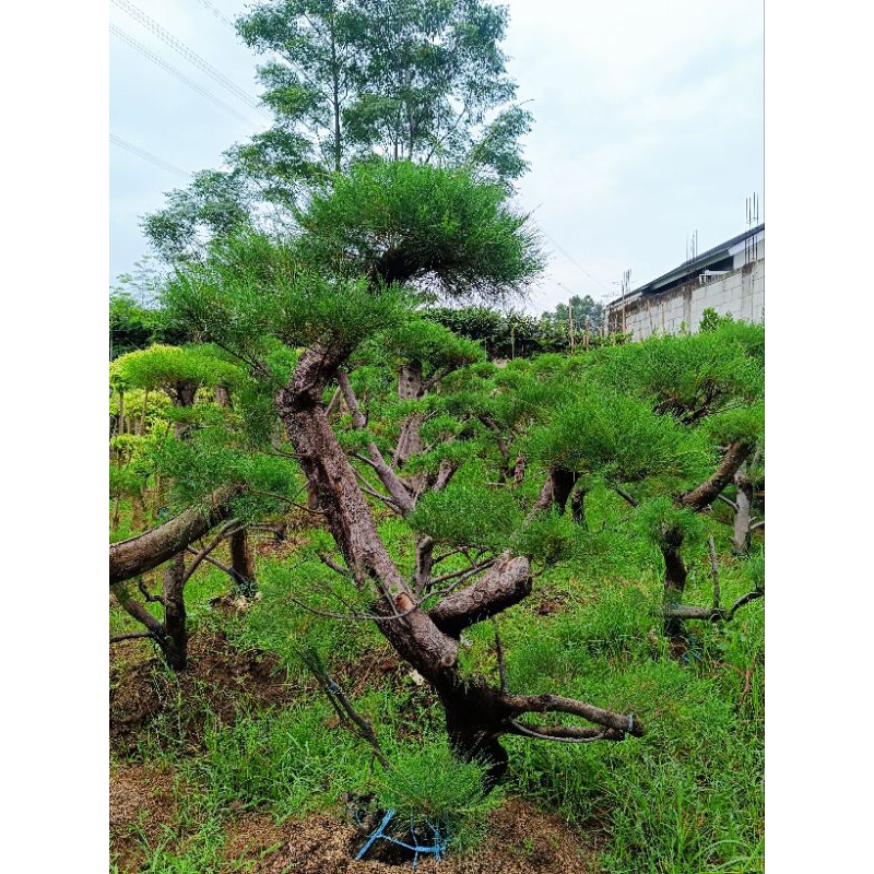 Tanaman Hias Bonsai Cemara Udang - Pohon Bonsai Cemara Udang
