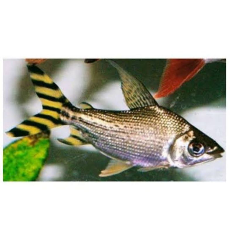 Dekorasi Hiasan Aquarium YFF (Yellow Fei Feng) (KHUSUS INSTAN)