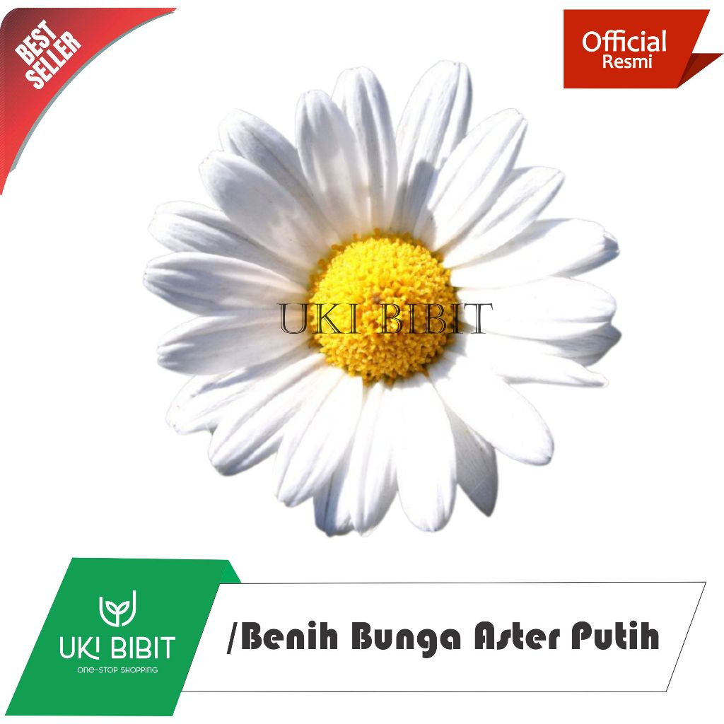 ( 10 Butir ) Benih Biji Bunga Aster Putih | Aster Merah | Aster Ungu | Aster Mix