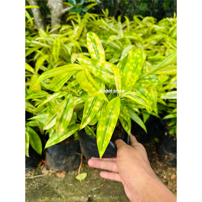 Tanaman Hias Bambu Draceana Kuning Rimbun Asli