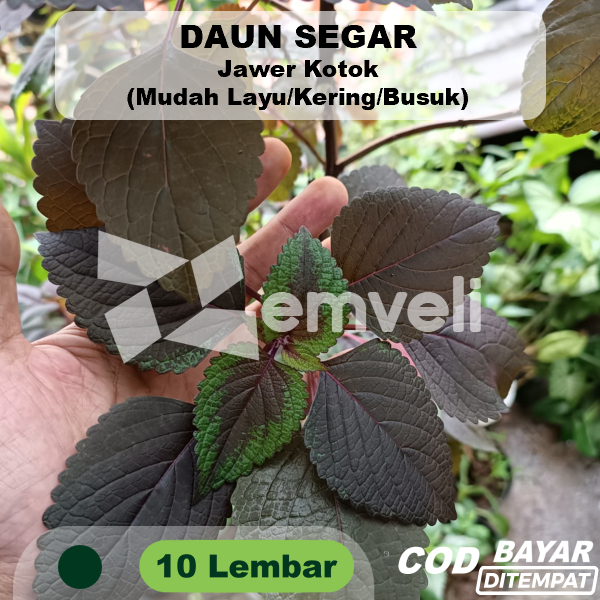

Daun Jawer Kotok 10 Lembar Miana Ungu Hijau Ecoprint