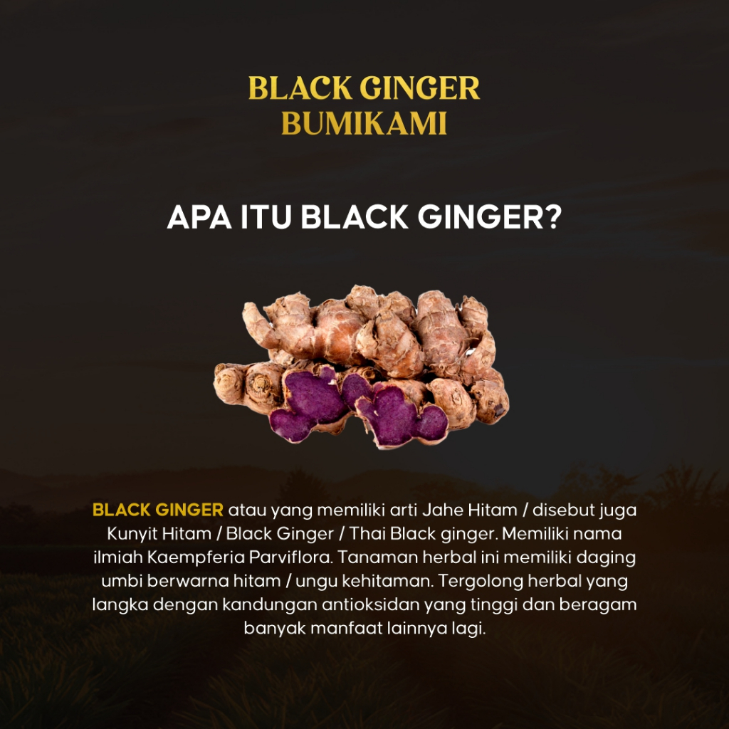 

Original Black Ginger BumiKami Jahe Hitam Thailand Asli Melancarkan Peredaran Darah ke Organ Vit*l