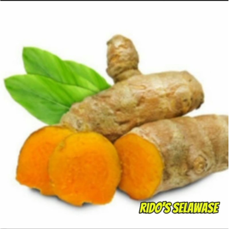 

Temu Lawak Segar (Fresh) Organik rempah asli Indonesia 250 gram