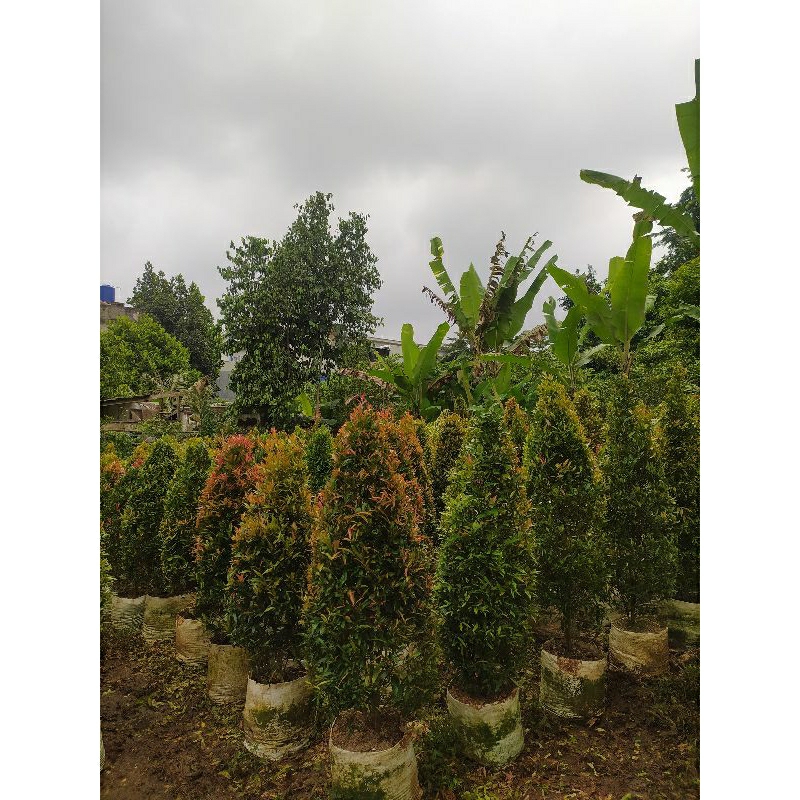 Tanaman hias pucuk merah - tanaman pagar pucuk merah tinggi 1,5 meter