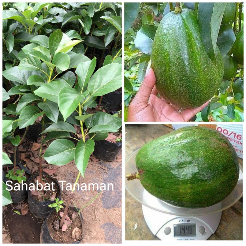 Bibit alpukat Jumbo Markus Okulasi (jumbo bulat)