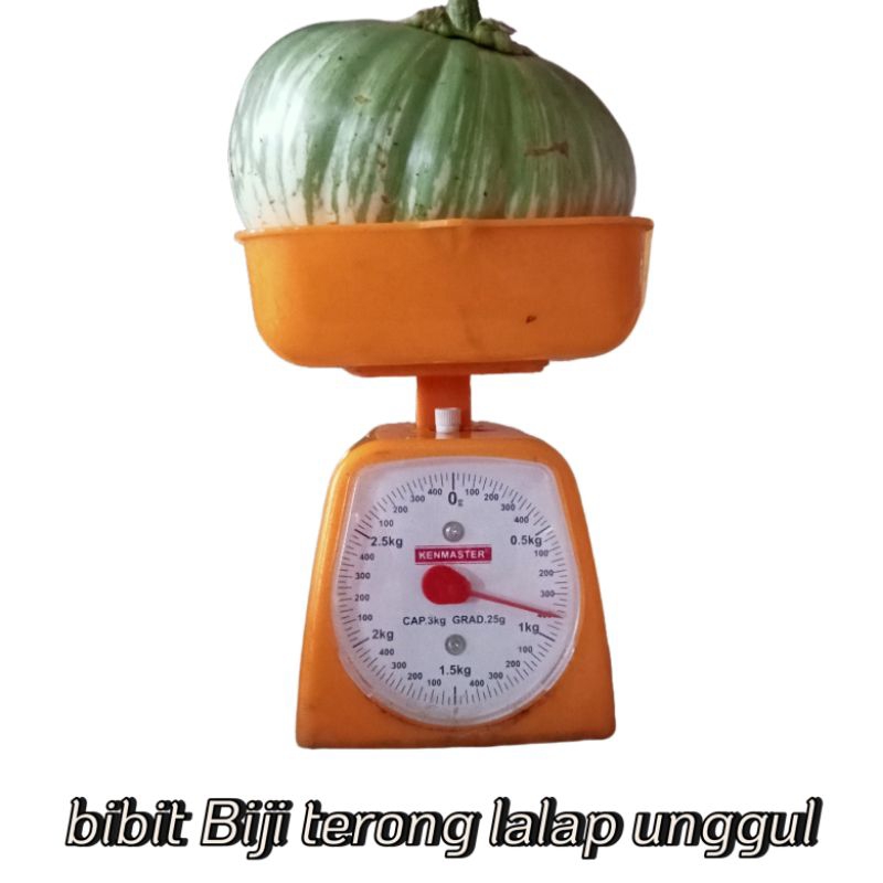 Bibit Terong Lalap Hijau Jumbo Super 50 Biji Bibit Unggul