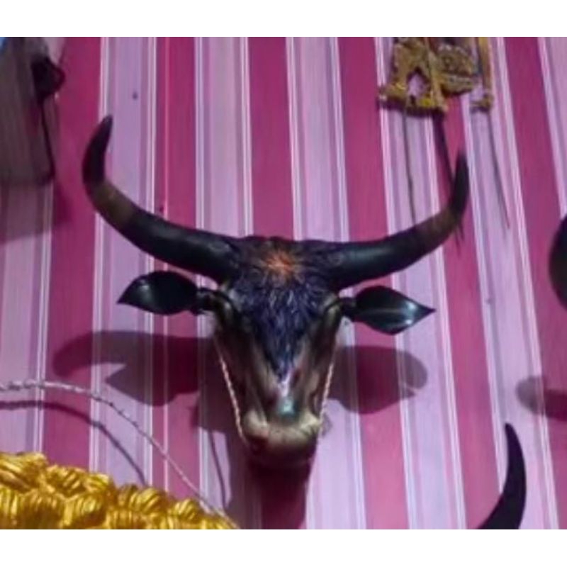 kepala banteng mangap'an 2kil besar