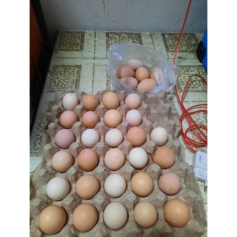 

Telur Ayam Sengkuni 2 untuk diTetaskan, (Jenis Sengkuni)