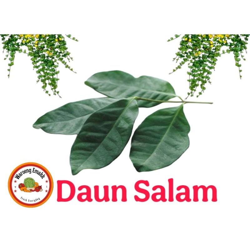 

DAUN SALAM
