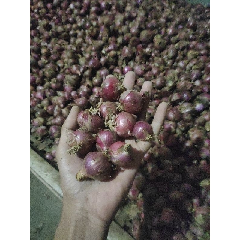 

bawang merah