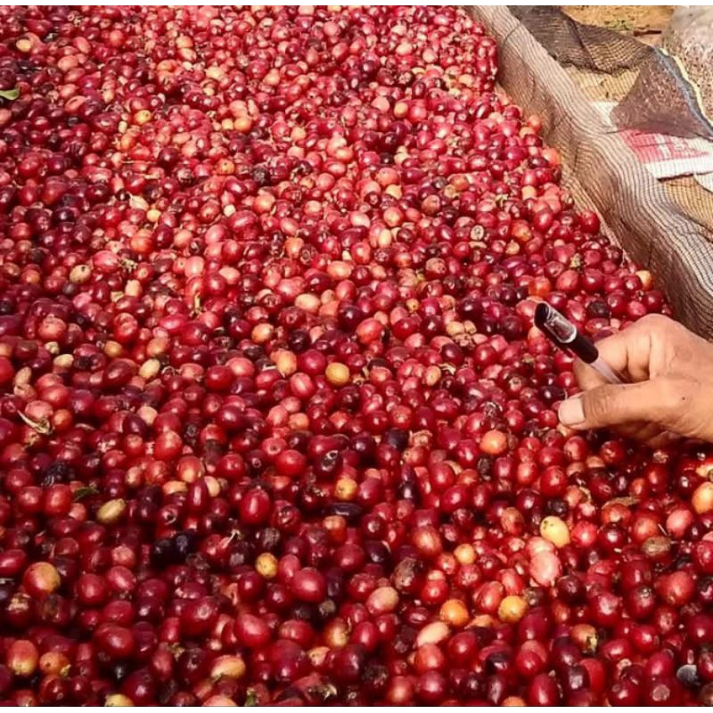 

kopi robusta sumatera