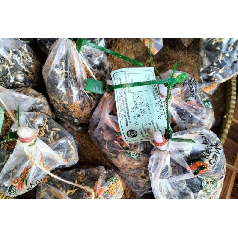 bibit kecambah kelapa sawit premium dxp PPKS