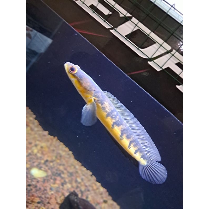 Chana Maru Yellow Sentarum 20cm-25cm-30cm