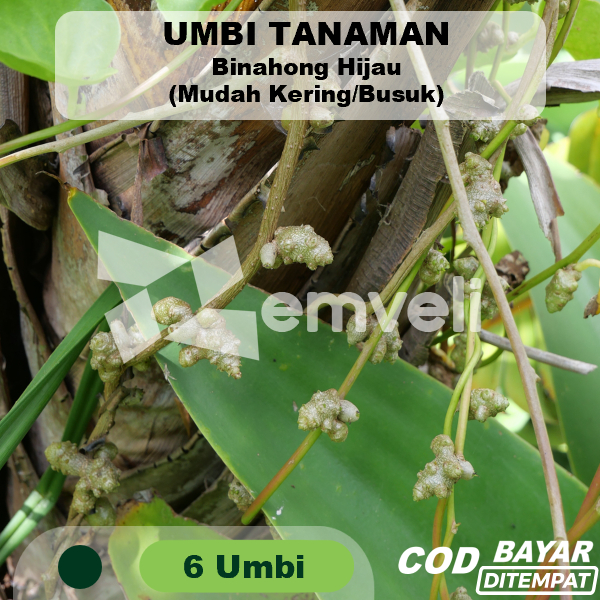 

Umbi Binahong Hijau Per 6 Pcs