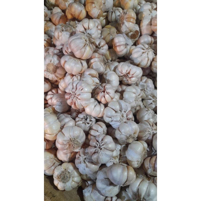 

Bawang putih 1kg