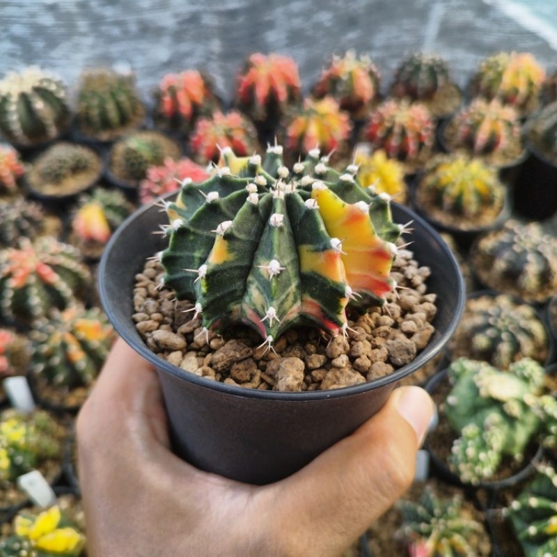 Gymnocalycium LB Hybrid Variegata Single Spine/ Gymno LB Hybrid Var Seedling Ownroot