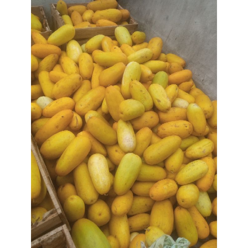 

BUAH TIMUN SURI EMAS SUPER 1KG