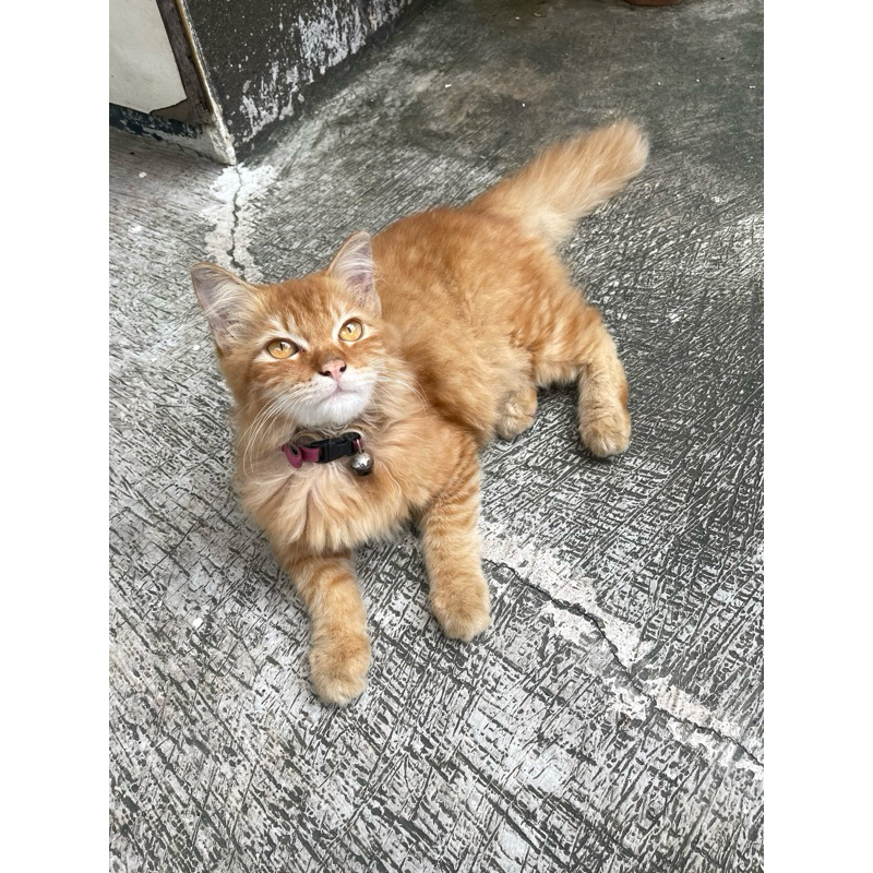 Kucing Persia Anggora Orange