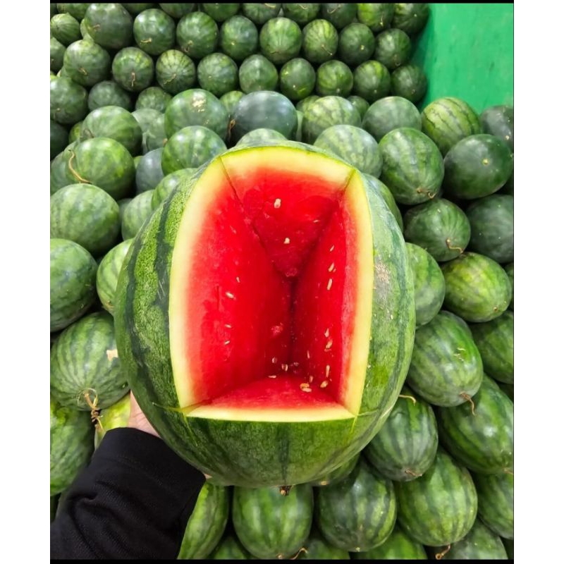 

semangka merah konvensional 1pcs