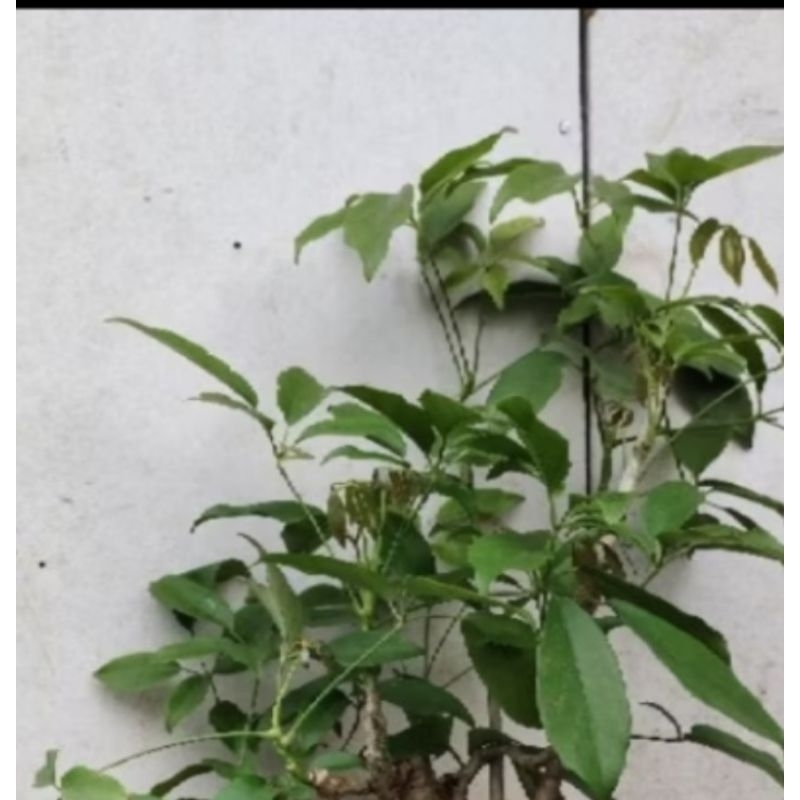 

jual daun Tlogosari dan walikukun 500gr