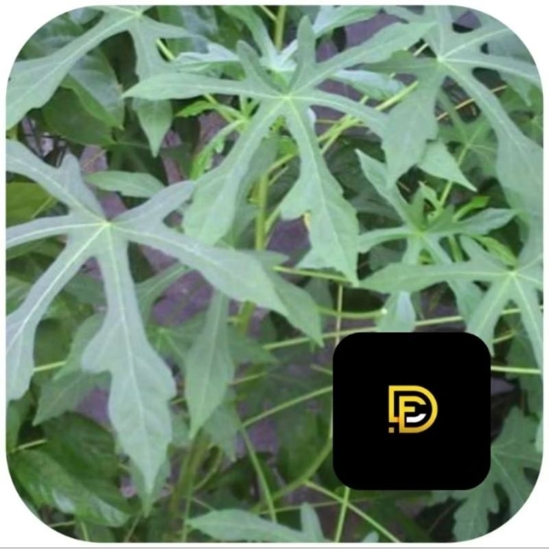 

Herbal daun gedi segar petik langsung isi 100 lembar pilihan