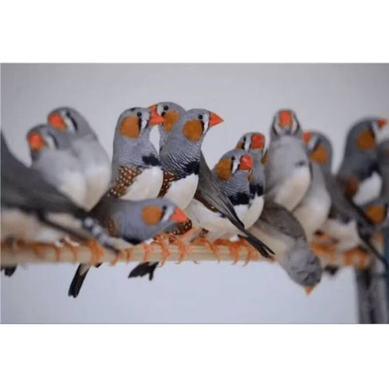 Burung Zebra finch Sepasang/Satuan