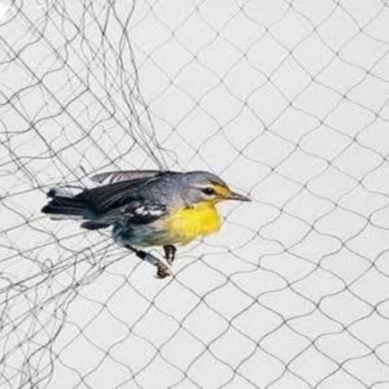 jaring burung emprit jaring burung pipit lubang 2 jari jaring burung senar jaring burung murah