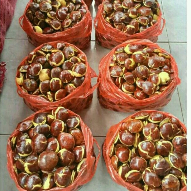 

Jengkol tua mereh merekah 1kg bebas pengembalian