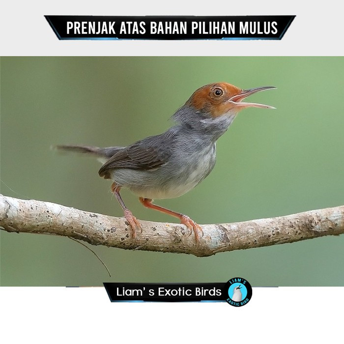 burung Prenjak atas pilihan Sepasang gemuk mulus Untuk Aviary