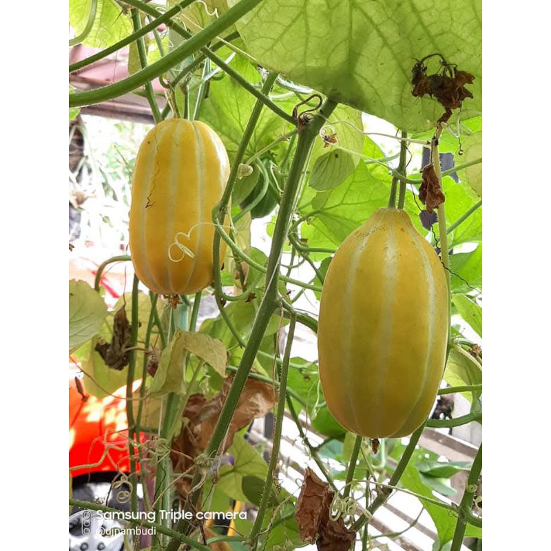 benih melon chamoe Korea melon cucumis Korea isi 1 biji