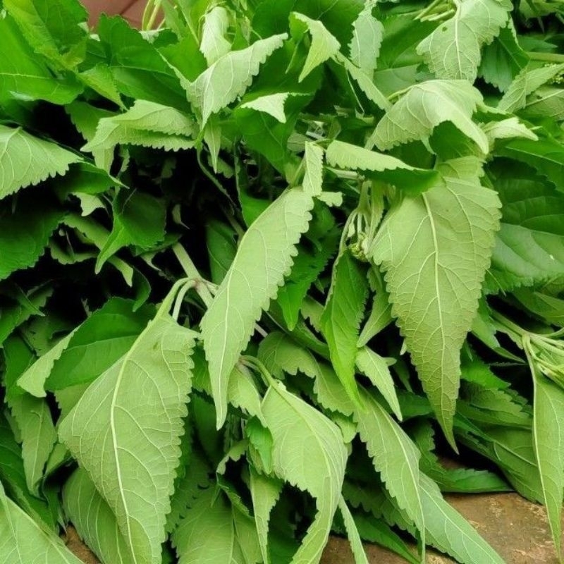 

daun kirinyuh segar di ambil langsung bila ada orderan masuk 1kg