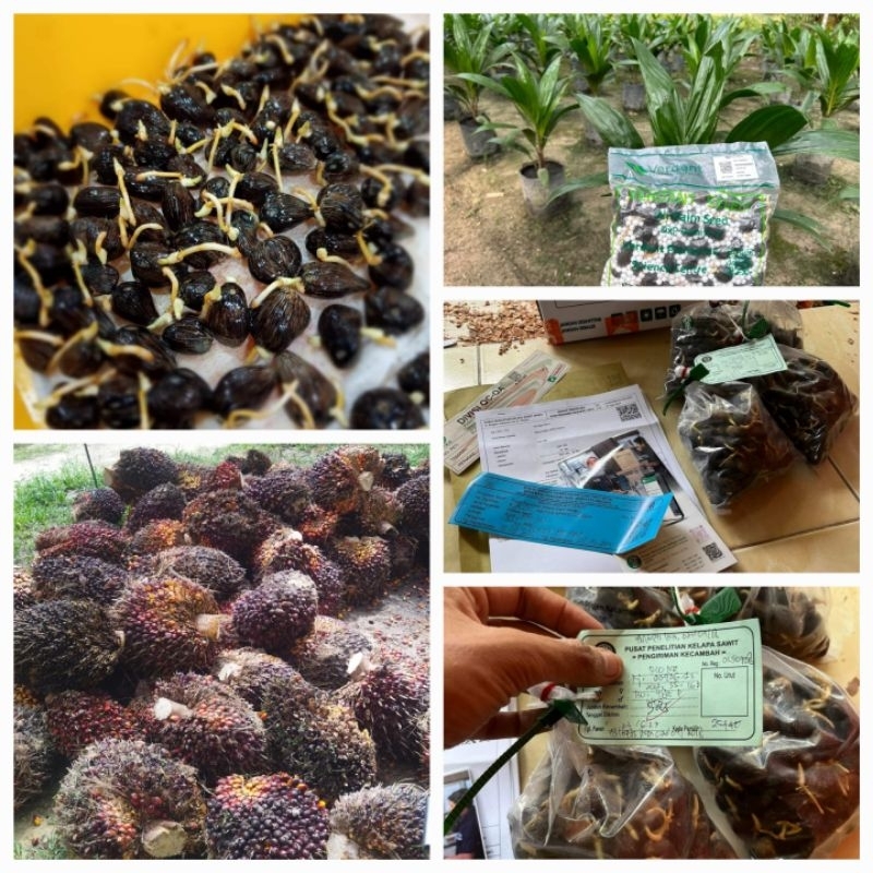 POLONG KELAPA SAWIT UNGGUL BERSETRIFIKAT