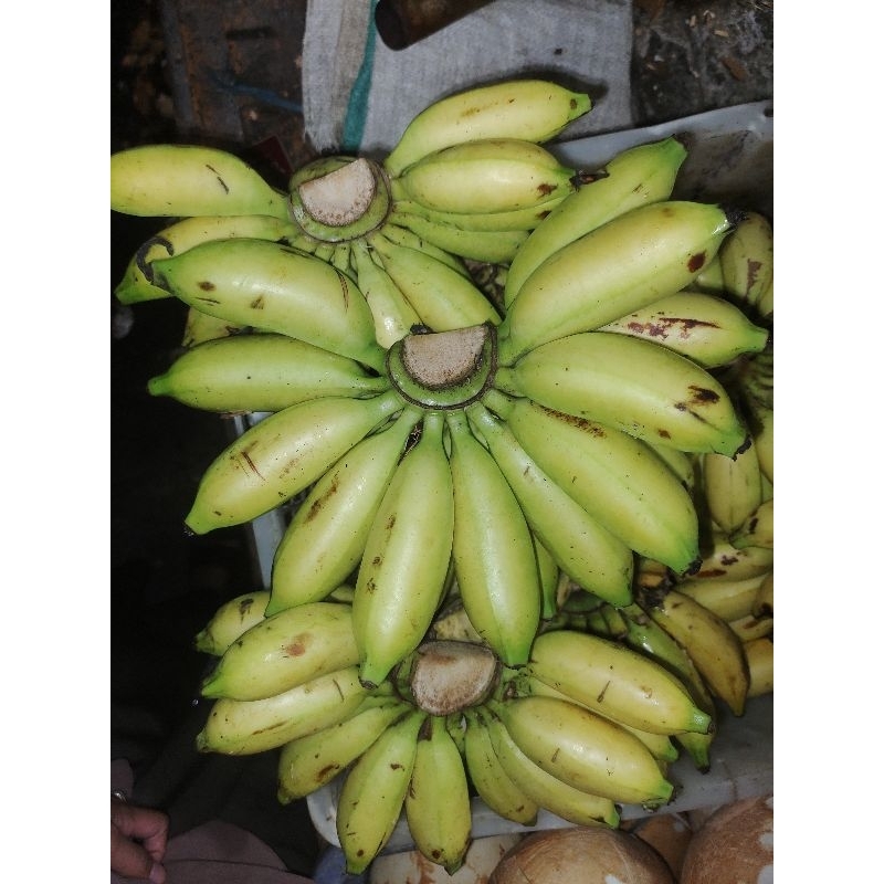 

Pisang Mulii || Harga per 1kg/1000 gr || grosirTani.id