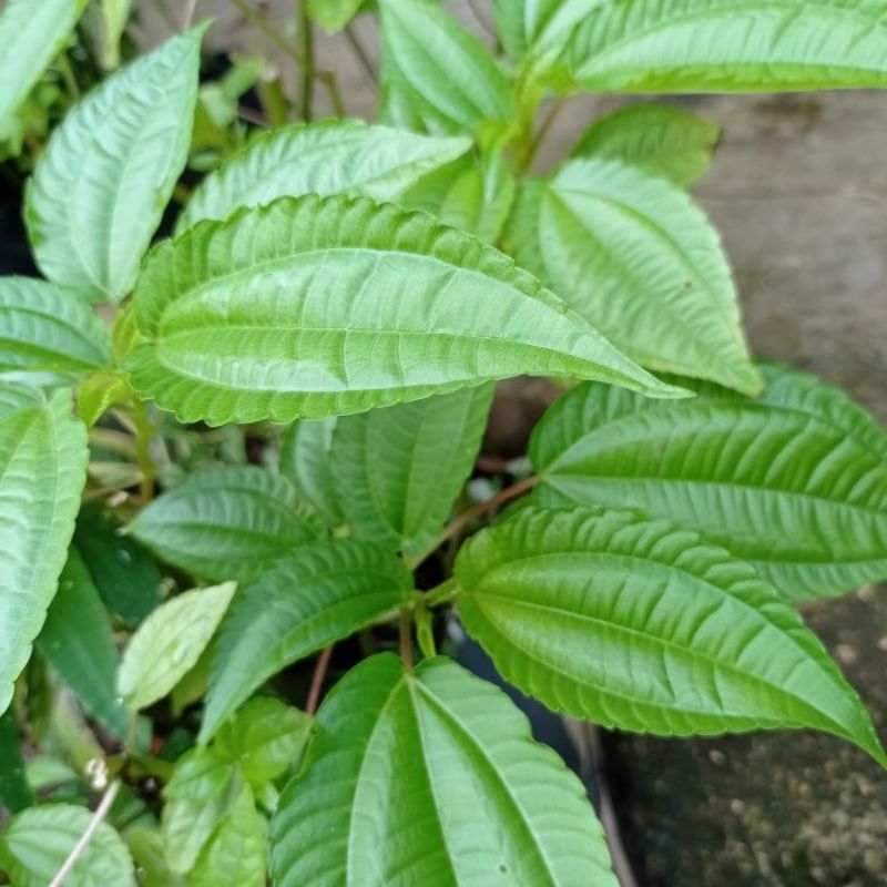 

daun pohpohan segar di ambil langsung bila ada orderan masuk 250gr