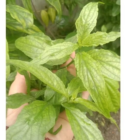 

daun belalai gajah herbal